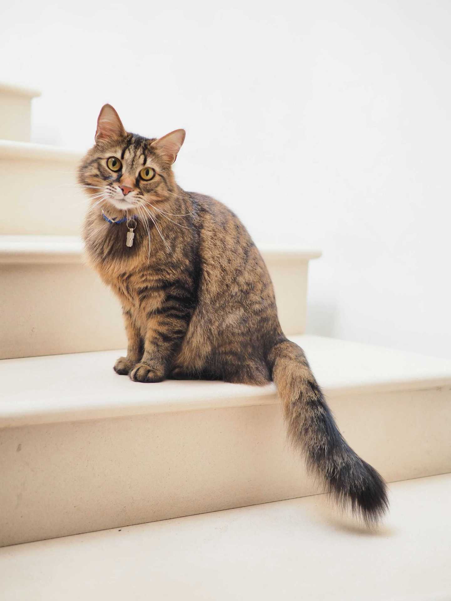 cats, kittens, pets, adoptions, love, advice, cat