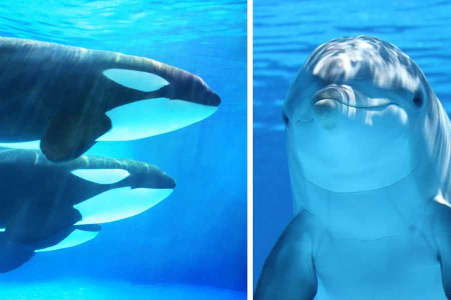 WATCH: incredible drone footage shows orcas and dolphins hunting