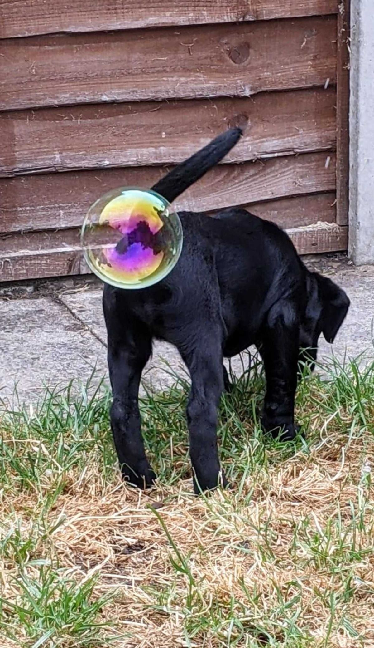 comedy pet photo awards, funny pet photos, pets, animals, humor