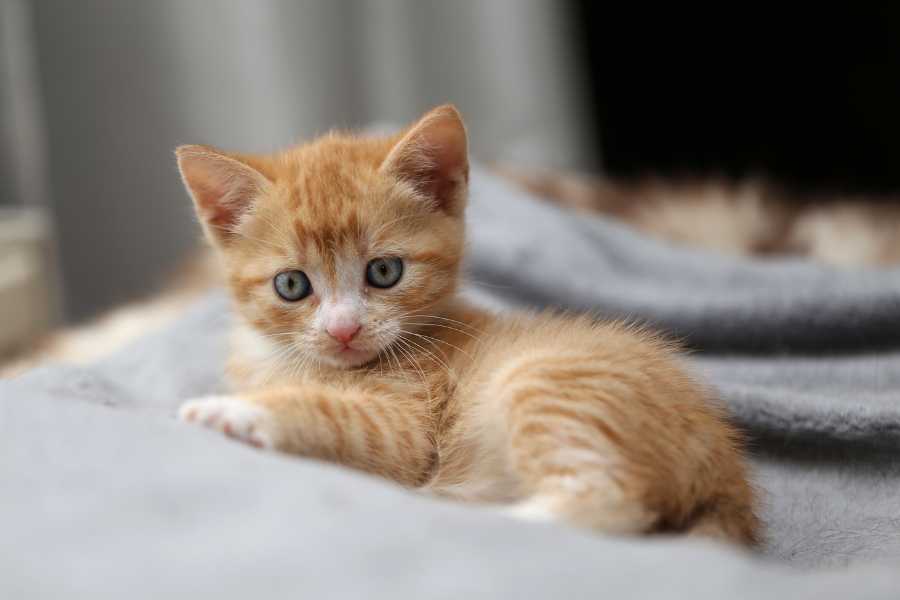 kitten, orange tabby, cute kitty, cute aggression, cuteness