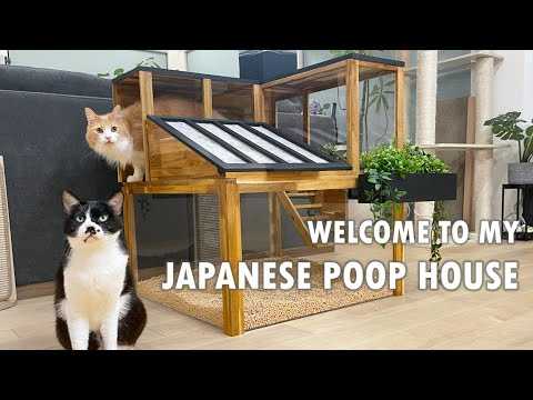 cats, pets, cat box, litter box, japan