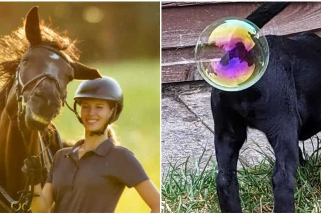 comedy pet photo awards, pets, animals, photography, funny, humor