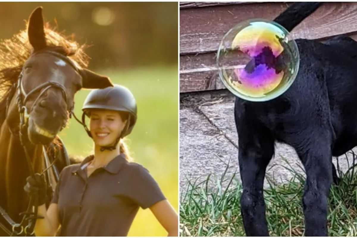 comedy pet photo awards, pets, animals, photography, funny, humor
