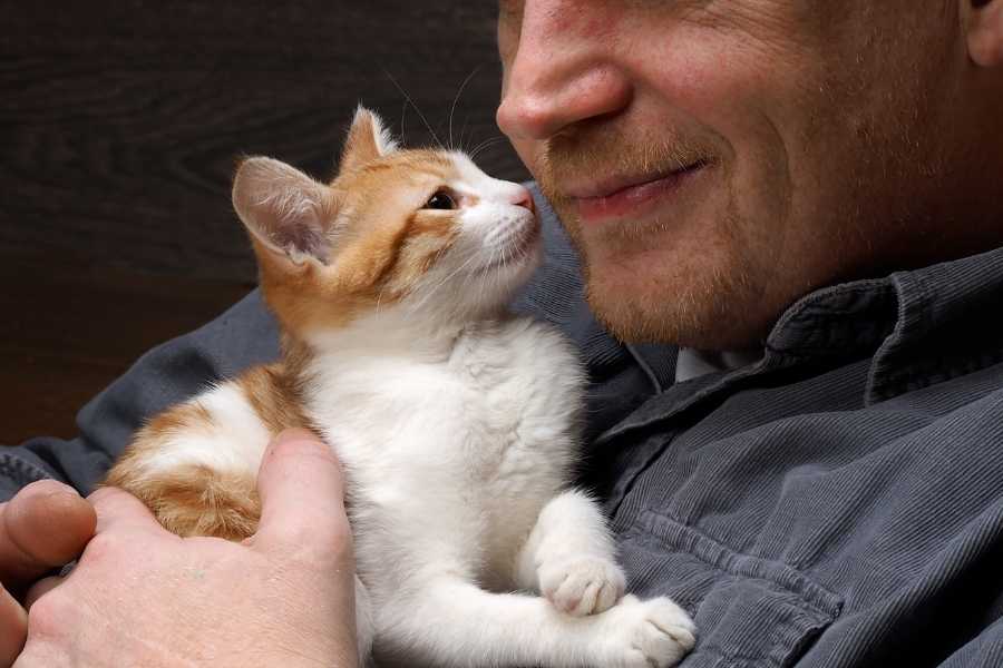 kitten, cute kitty, cute aggression, cuteness, baby cat