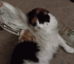 comedy pet photo awards, funny pet photos, pets, animals, humor
