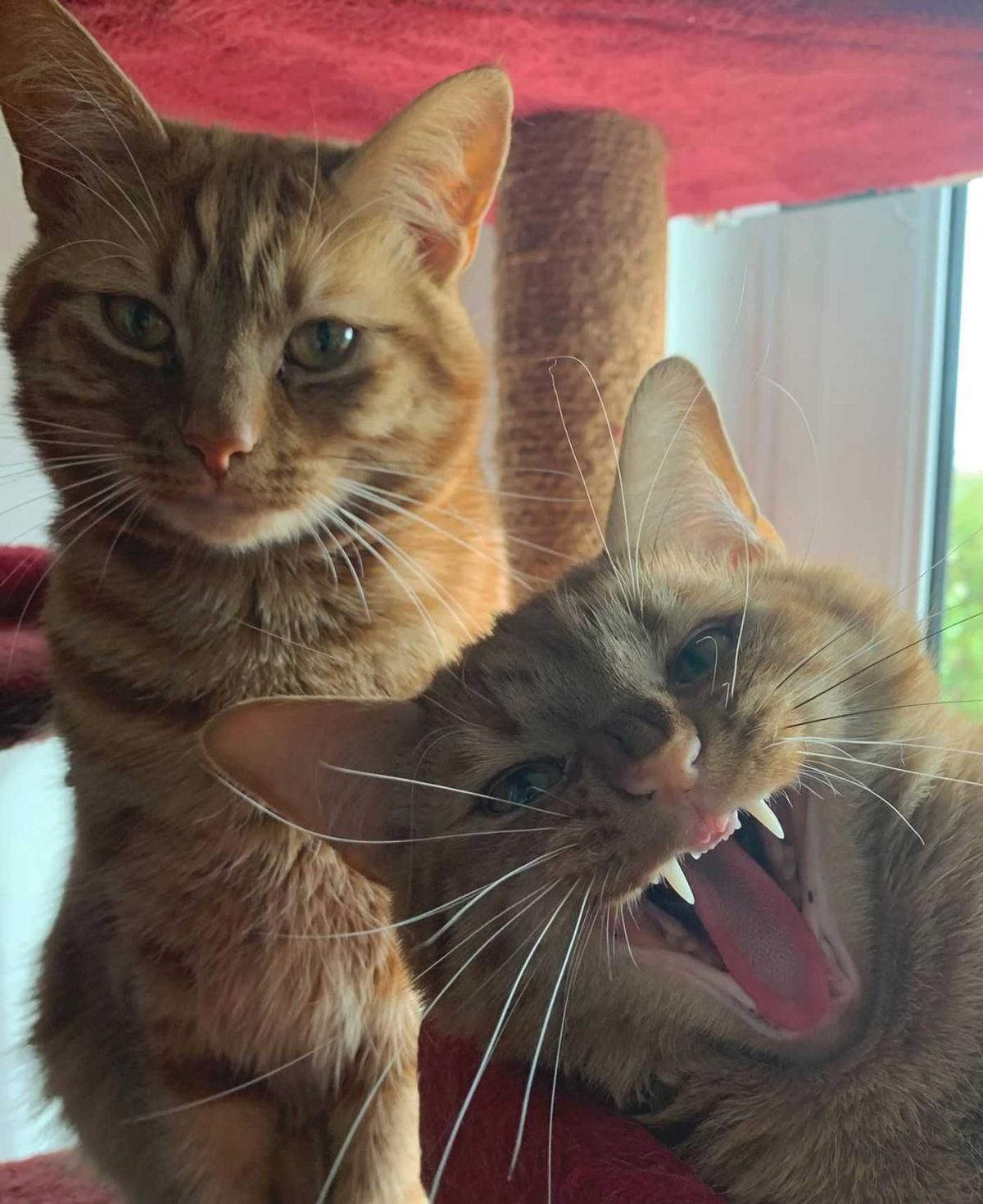 comedy pet photo awards, funny pet photos, pets, animals, humor