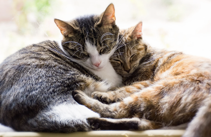 cats, cats concrete, cat enrichment, cat toys, cat behavior, pet behaviorist, cattok