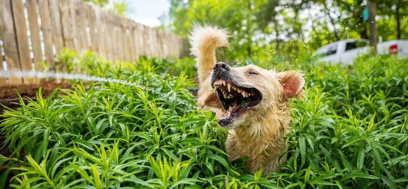 comedy pet photo awards, funny pet photos, pets, animals, humor