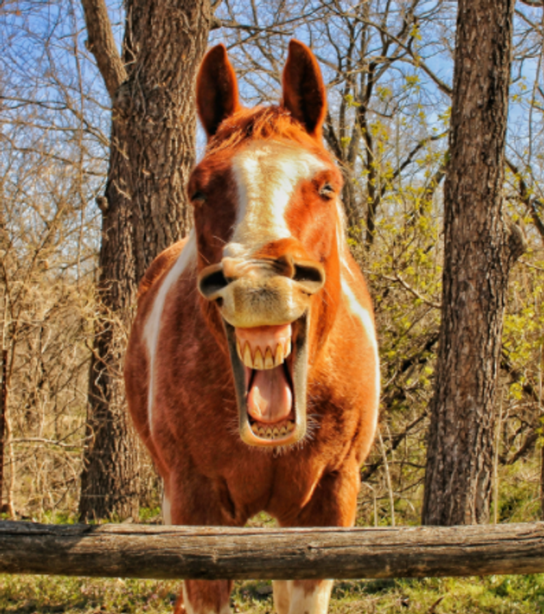 comedy pet photo awards, funny pet photos, pets, animals, humor