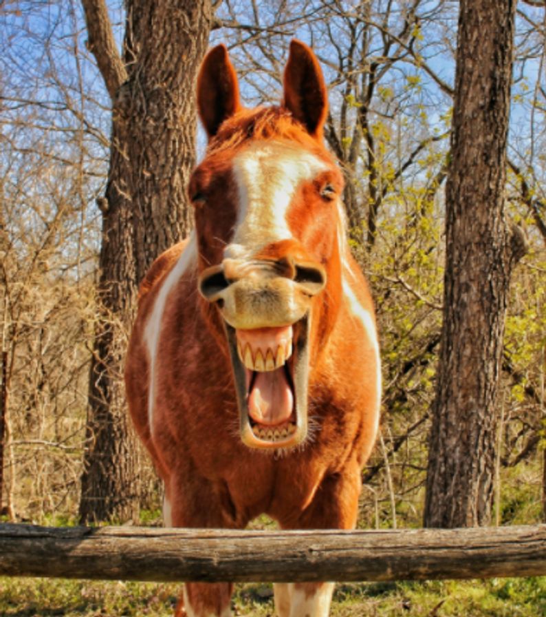 comedy pet photo awards, funny pet photos, pets, animals, humor