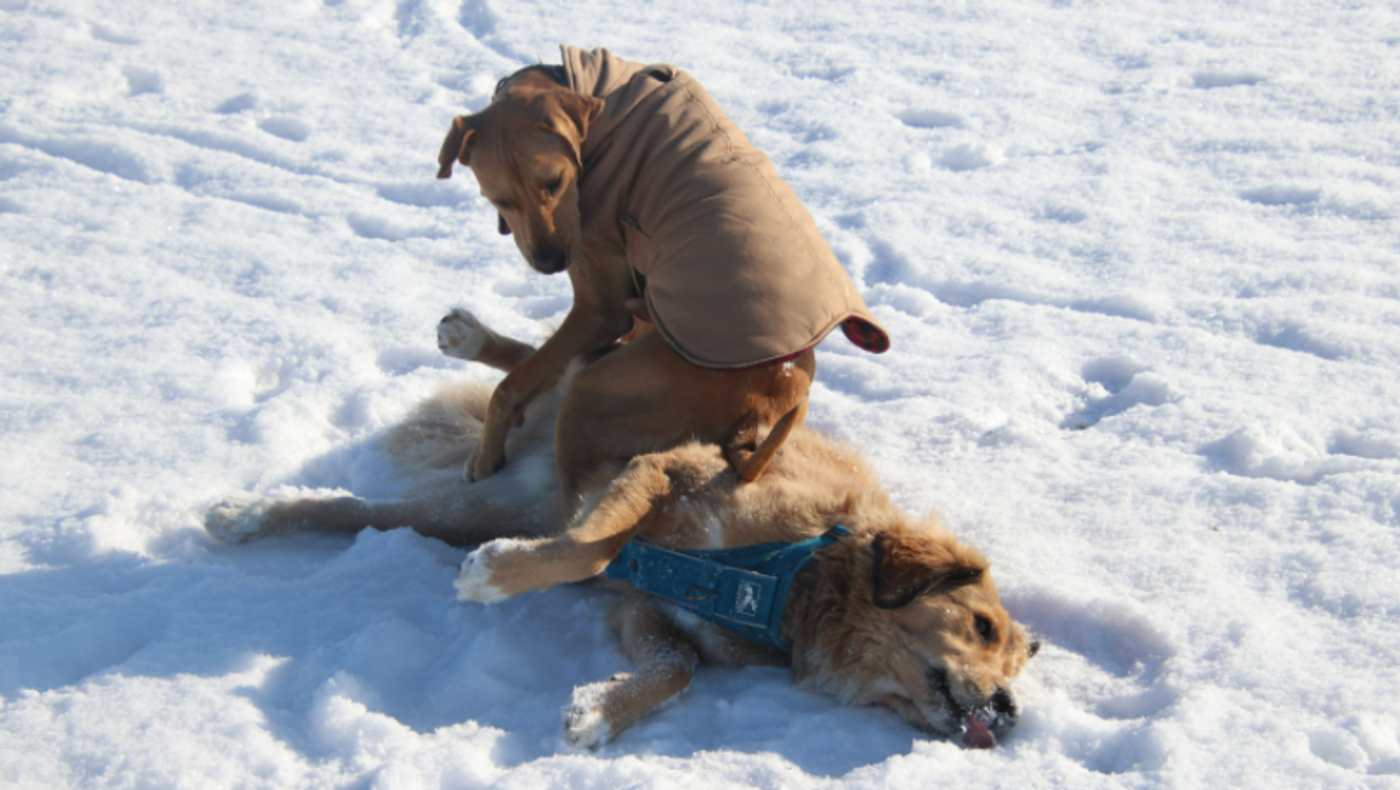 comedy pet photo awards, funny pet photos, pets, animals, humor