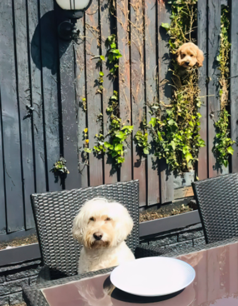 comedy pet photo awards, funny pet photos, pets, animals, humor