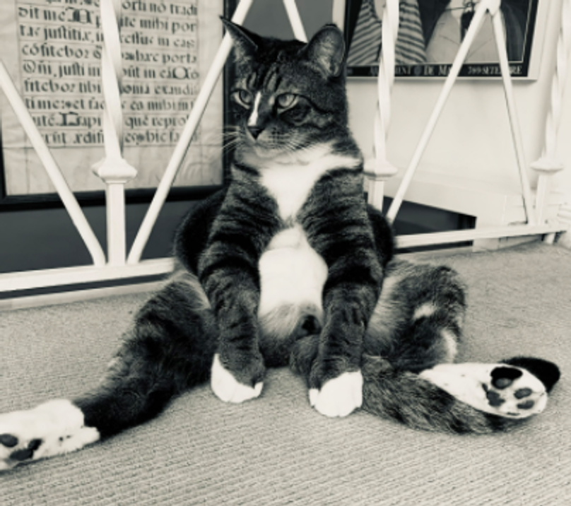 comedy pet photo awards, funny pet photos, pets, animals, humor