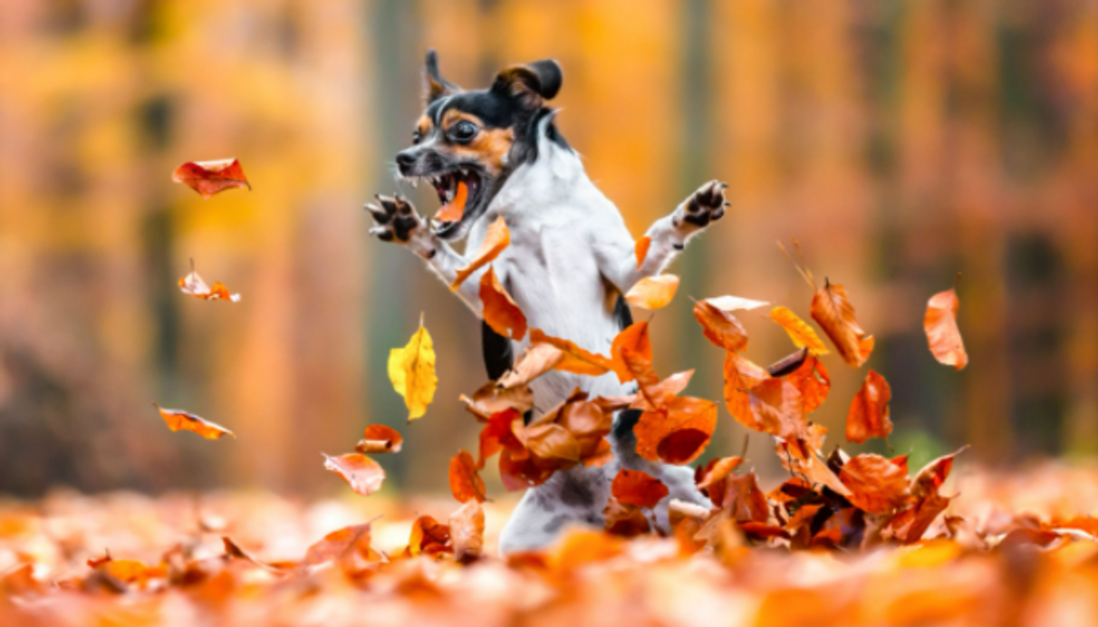 comedy pet photo awards, funny pet photos, pets, animals, humor