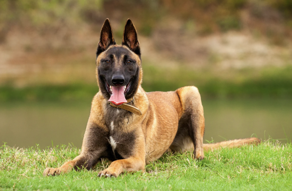 service dog, service dog test, career change dog, ryker service dog, dog training, funny dog videos