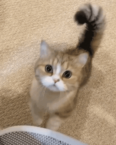 cat, cats, kitten, pets, adoption, love, advice, imprinting