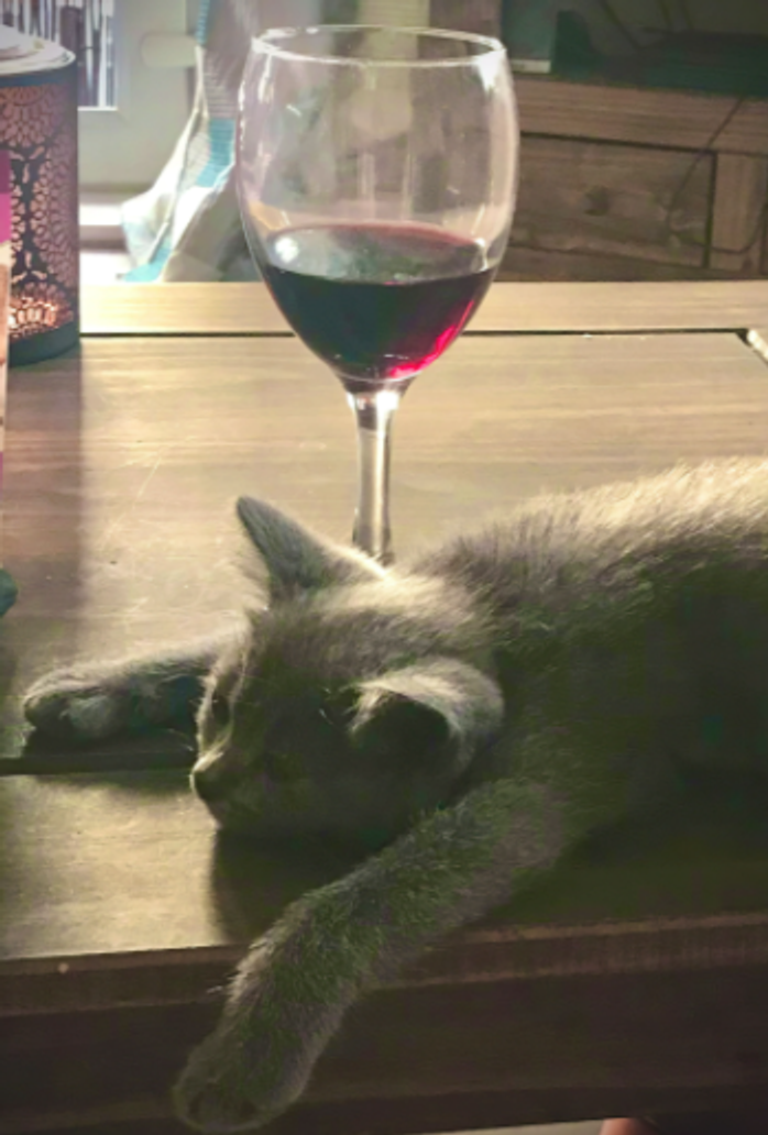 comedy pet photo awards, funny pet photos, pets, animals, humor