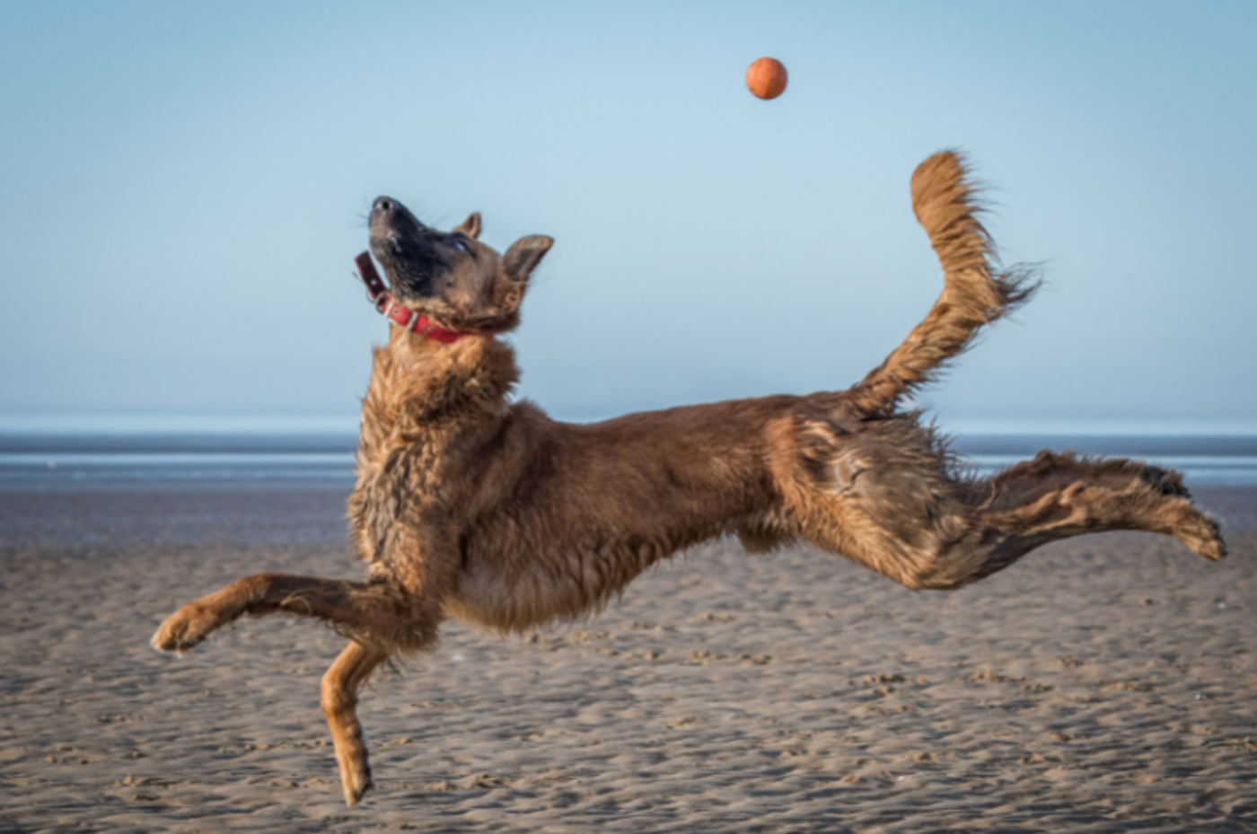 comedy pet photo awards, funny pet photos, pets, animals, humor