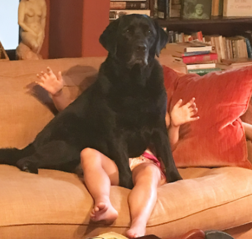 comedy pet photo awards, funny pet photos, pets, animals, humor