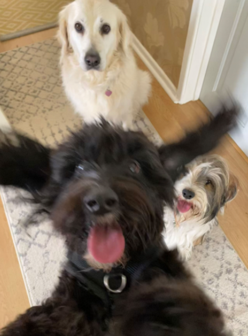 comedy pet photo awards, funny pet photos, pets, animals, humor