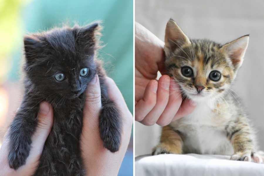 Man’s unique gift for naming cats has strangers asking him to name their kittens