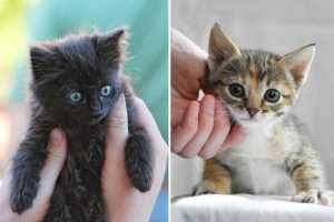 kittens, cats, pets, naming cats, naming kittens