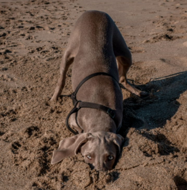 comedy pet photo awards, funny pet photos, pets, animals, humor