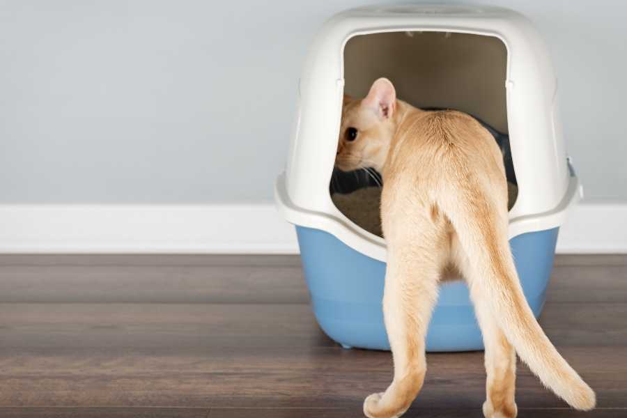 cats, pets, cat box, litter box, cat owners