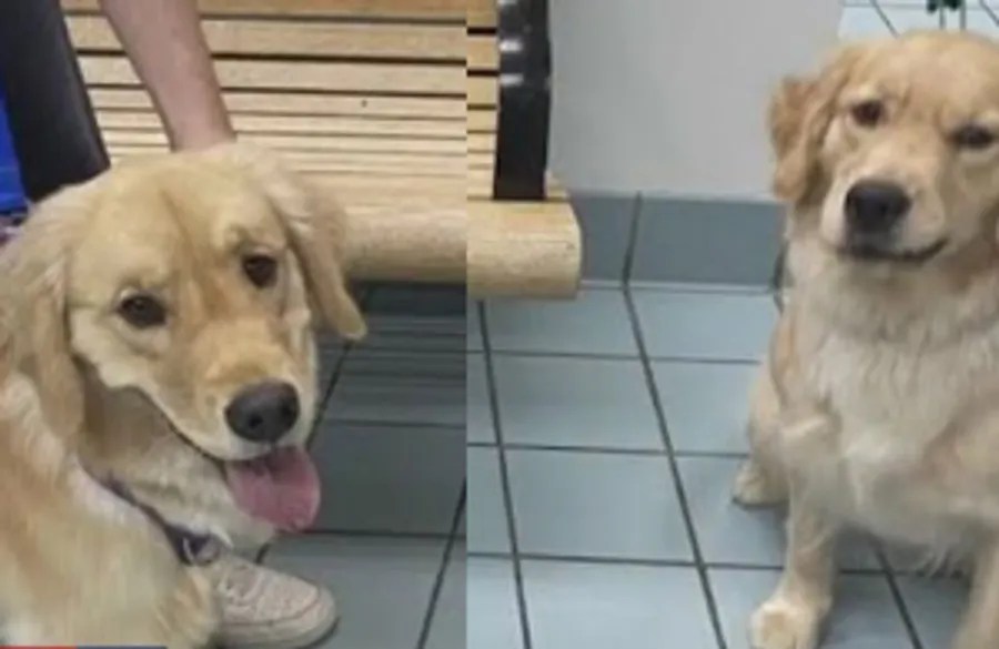 Two golden retrievers