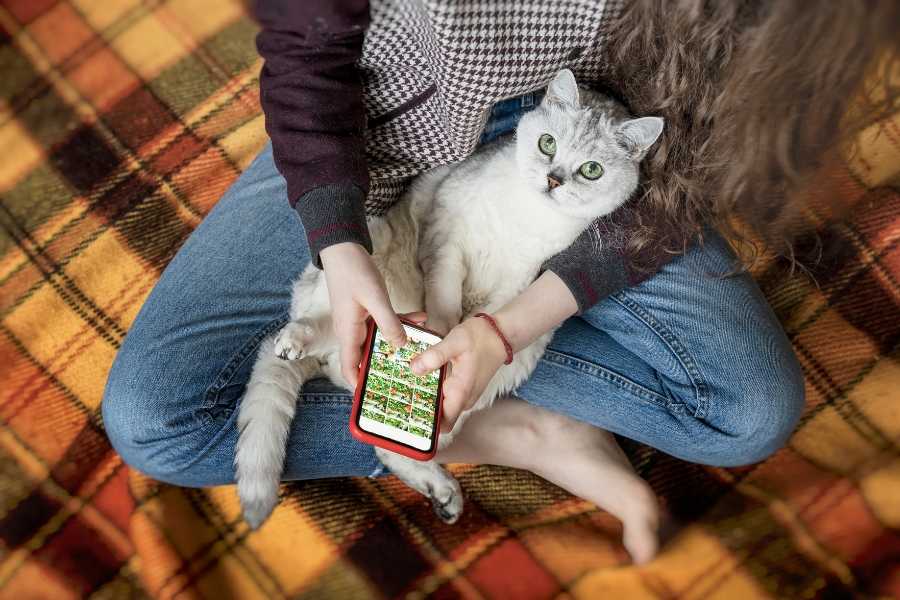 cats, pets, signs a cat loves you, kitties, animal behavior