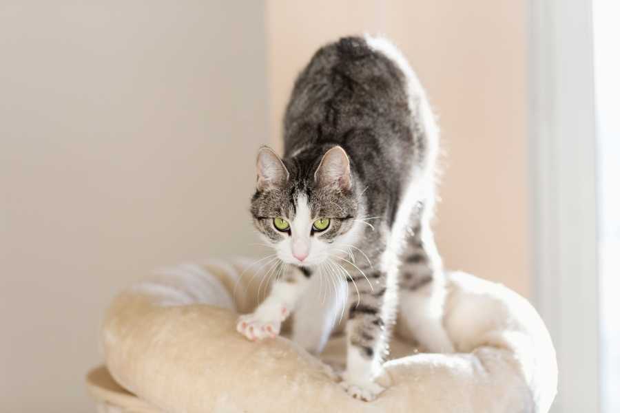 cats, pets, signs a cat loves you, kitties, animal behavior