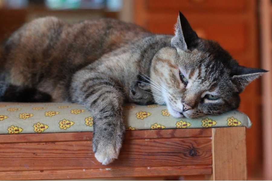 Veterinarian shares 7 signs a cat loves you, even if it seems like they couldn’t care less