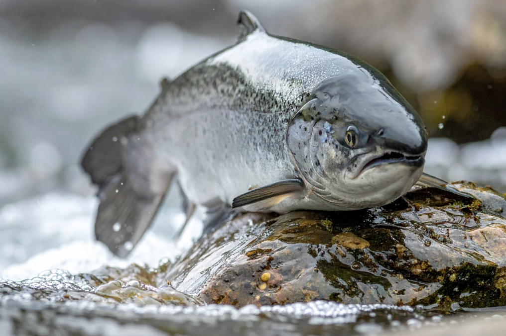river restoration, washington, river fish, restoration, Yakama Nation, indigenous land, indigenoues tribes, salmon, trout, pacific northwest