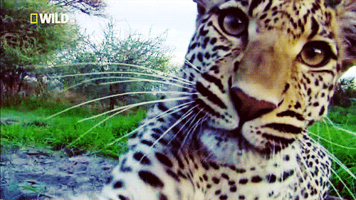 Jaguar, wildlife, animals, species, arizona
