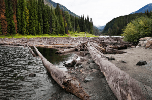 river restoration, washington, river fish, restoration, Yakama Nation, indigenous land, indigenoues tribes, salmon, trout, pacific northwest