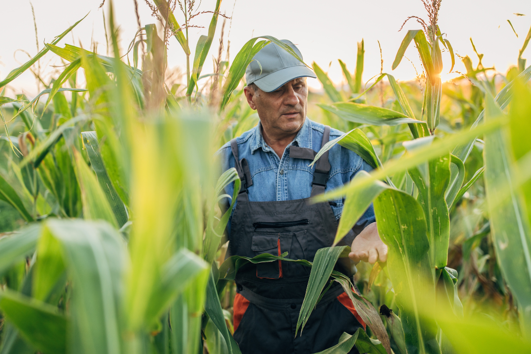 Farmer, farming, prison, reform, France