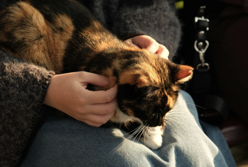 tips for happy marriage, happy marriage, relationships, relationship advice, ask reddit, couples, happy couple, chores