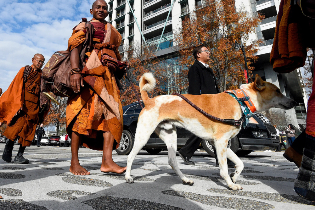 Why Buddhist monks (and one very good rescue dog) are walking 2,300 miles across America for peace
