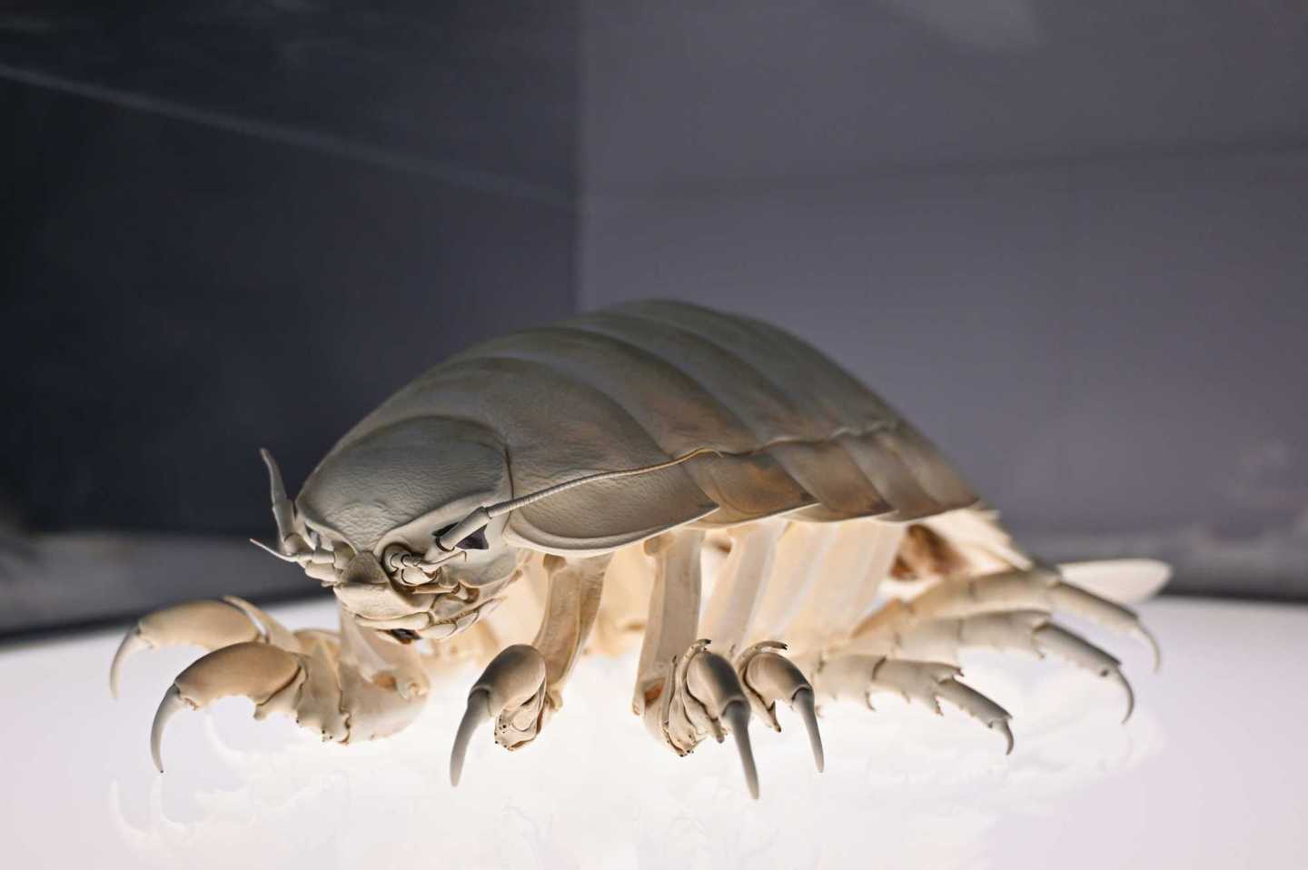 bed bugs, bed bug prevention, bed bug treatment, bed bug bite, getting rid of bed bugs, pests, pest control