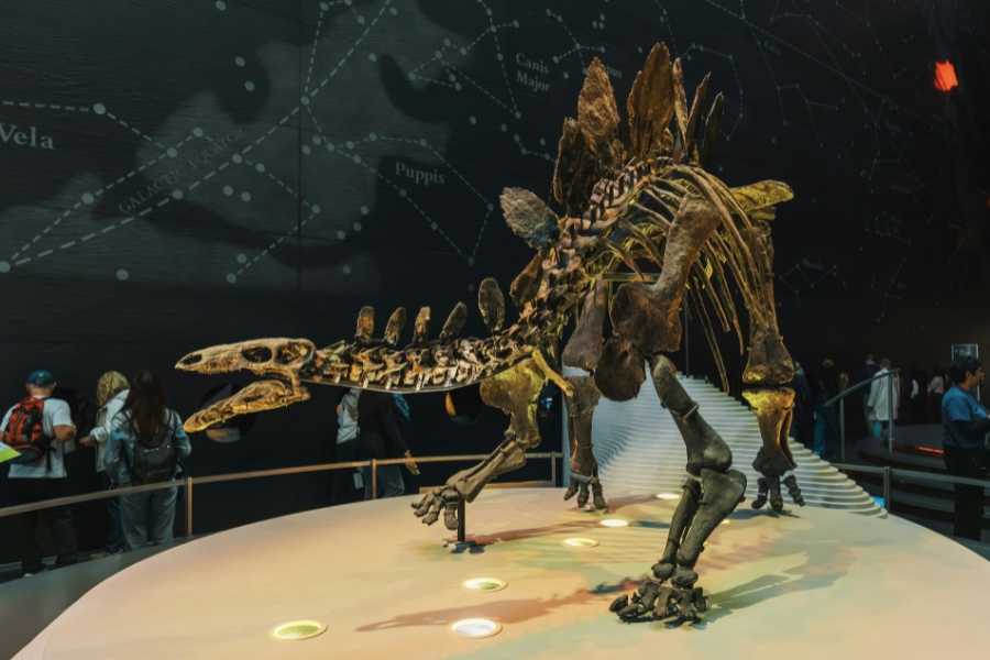 dinosaurs, fossil fuels, oil, dinosaur extinction, paleontology