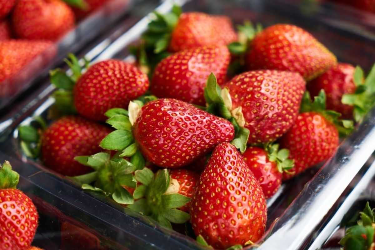strawberry, strawberries, vertical farm, berry farm, farming