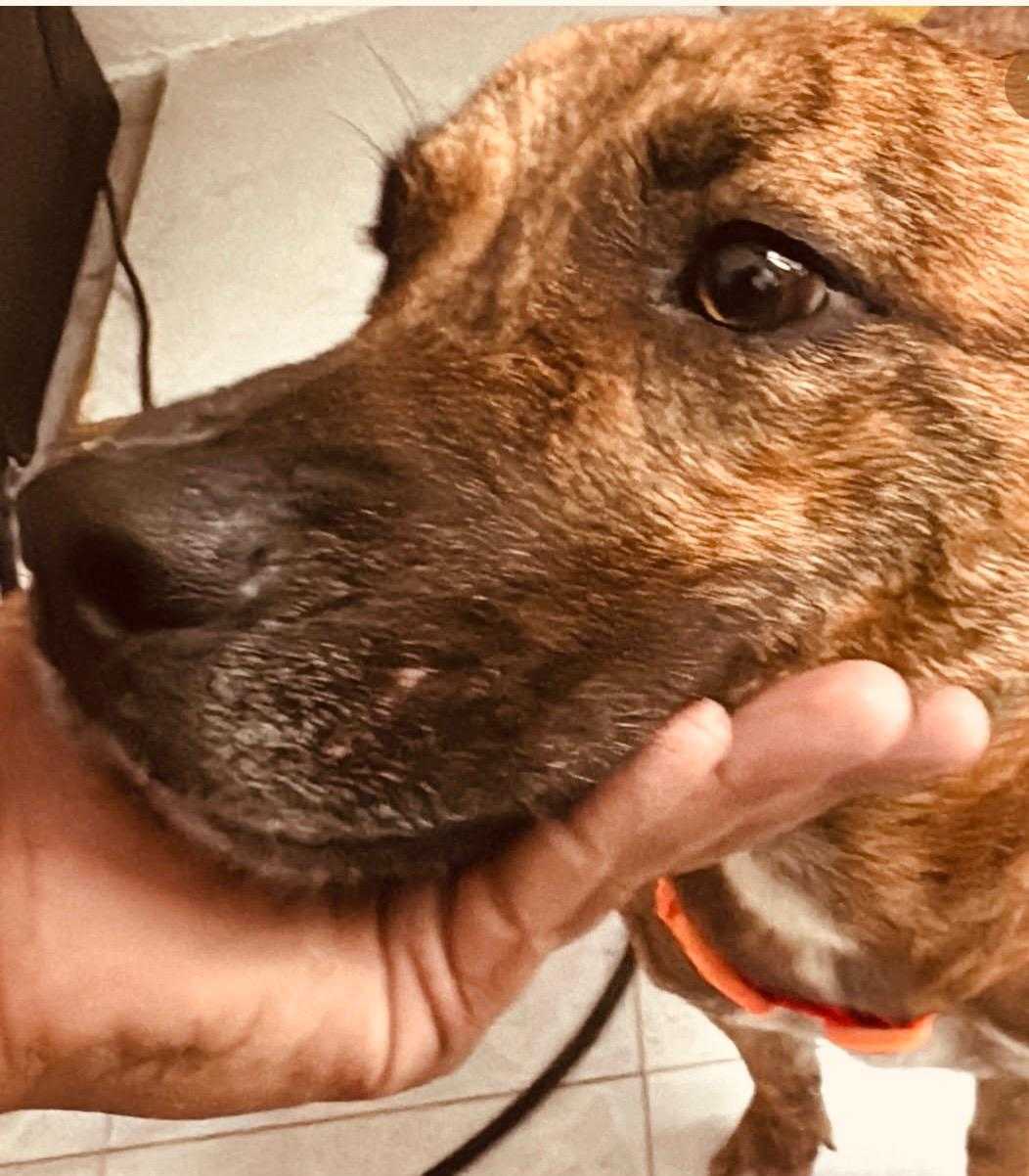 Thor, stray dog, pet adoption, dog rescue, Mexico