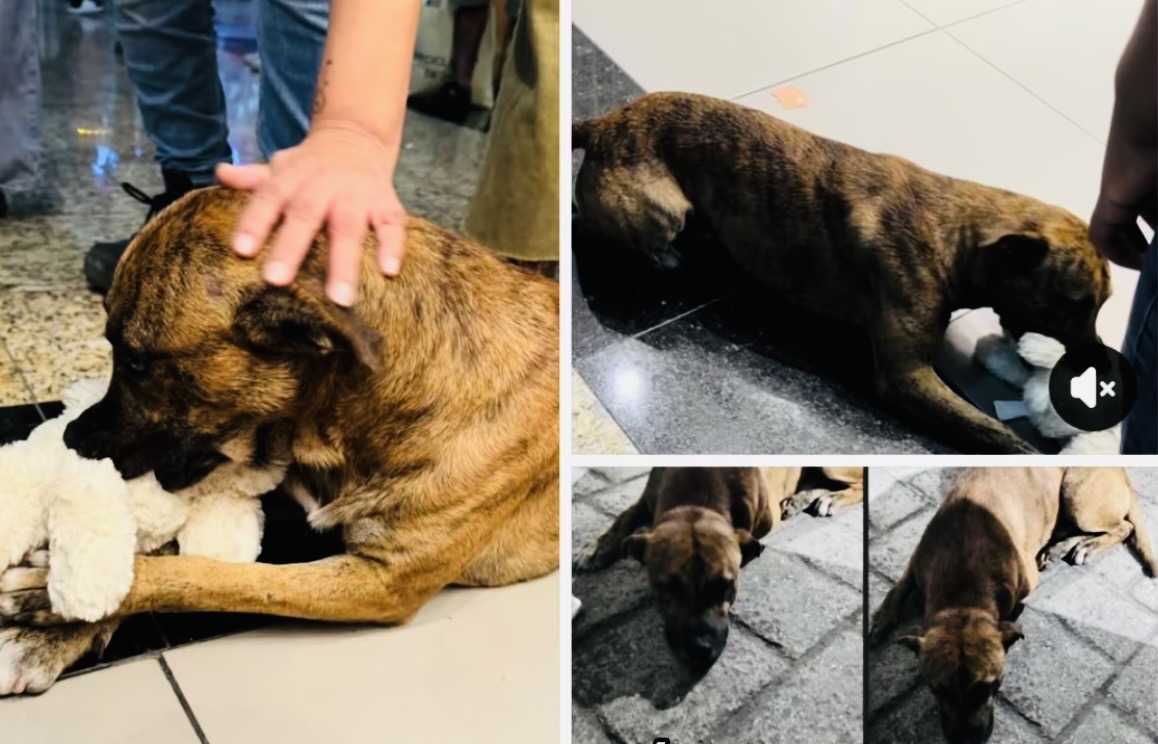 Stray dog who went viral over toy store teddy bear obsession just had his  life changed forever - Upworthy