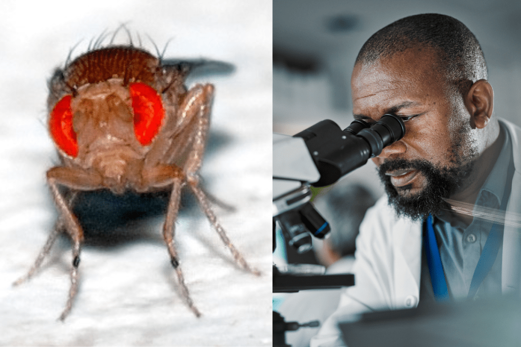 science, scientists, evolution, adaptation, mutation, genes, DNA, fruit flies, humans, health, futurology