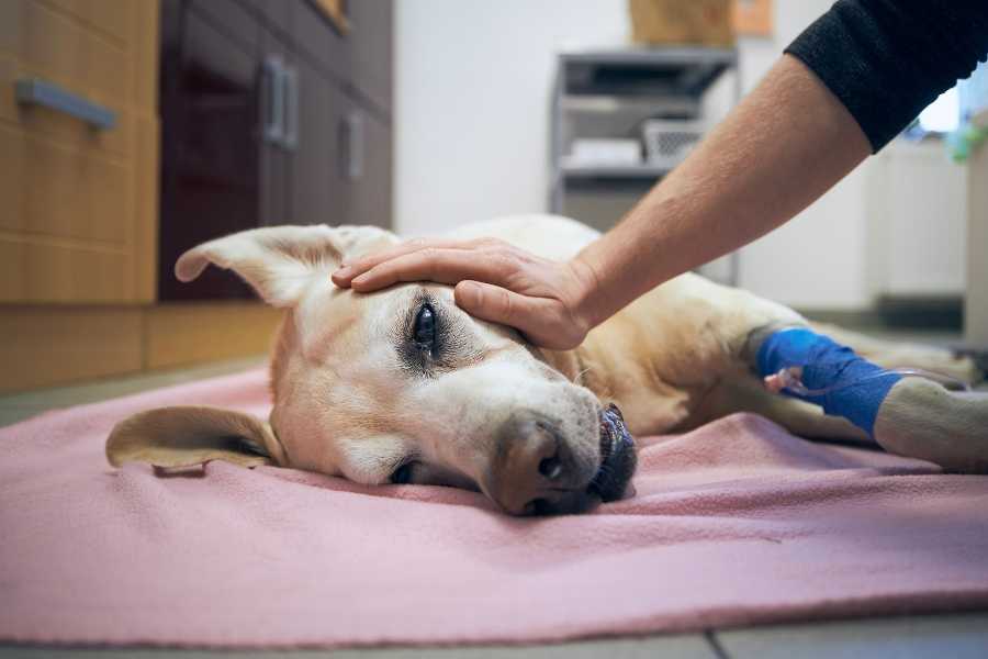 pet, pet owners, veterinarian, euthanasia, dog 