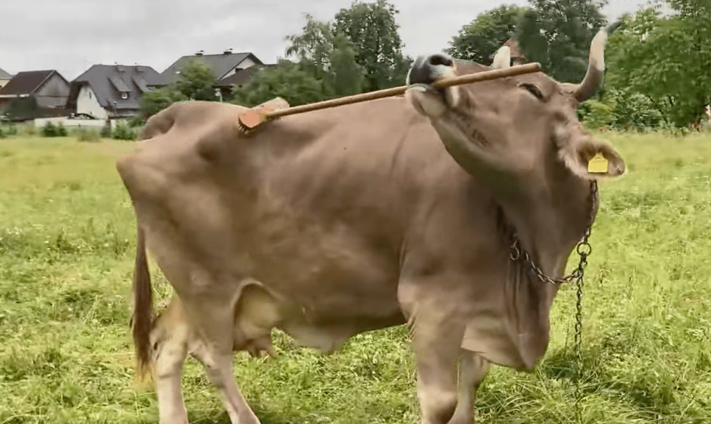 cows, scientific discovery, animals, animal behavior, pop culture