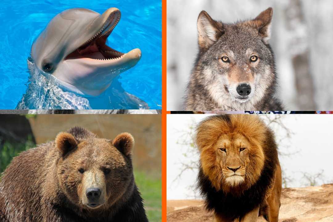 sleep habits, chronotype, sleep, bear, lion, dolphin, wolf