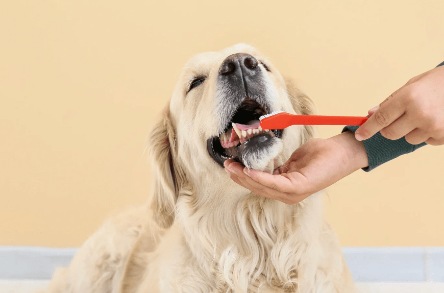 dog experiments, dog tongue cleaner than humans, experiments by kids, cool science, dogs, fun science, experiments, science