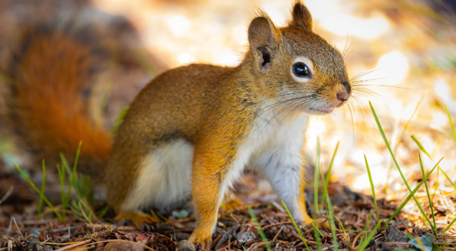 squirrel, rodents, busy tails, alert squirrel, squirrel in the forest.