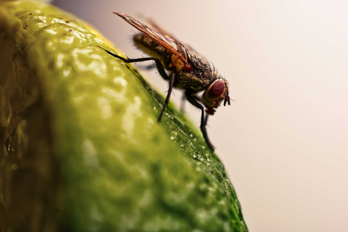 science, scientists, evolution, adaptation, mutation, genes, DNA, fruit flies, humans, health, futurology